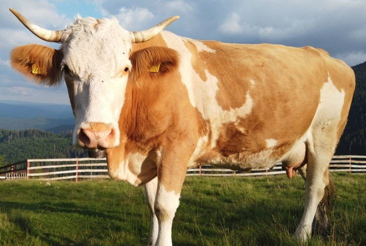 说鸽不鸽也是一种鸽